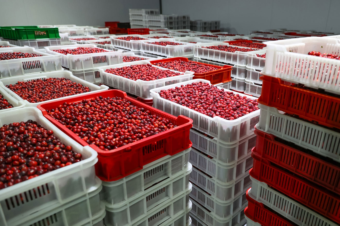 Cranberries Cold Storage